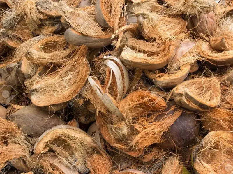 Coconut Shell for Briquettes