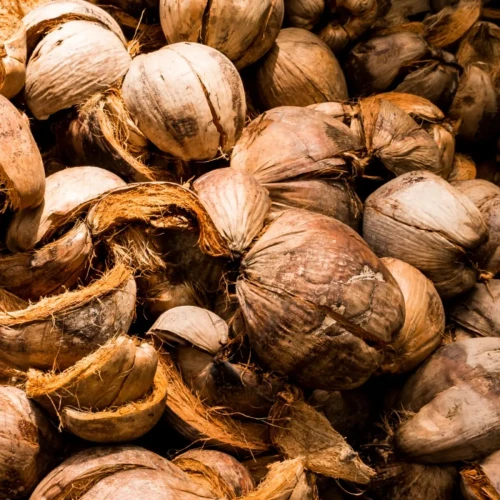 Coconut Shell Collection
